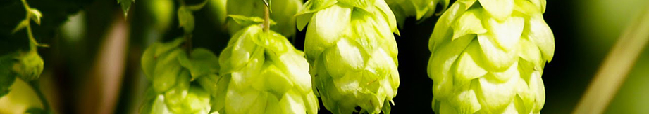     Chinese Hops