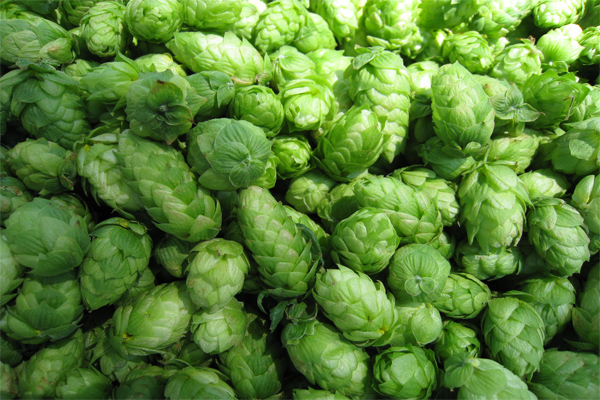 Beautiful Hops